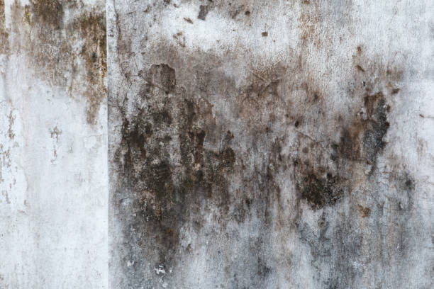 Best Mold Remediation for Healthcare Facilities  in Dayton, NV