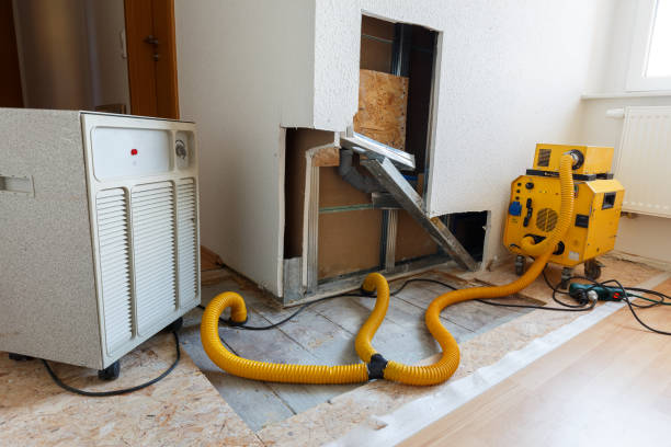Best Crawl Space Mold Remediation  in Dayton, NV