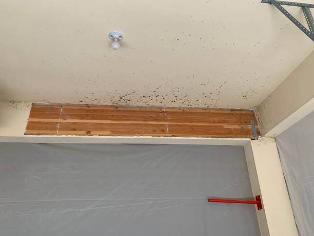Best Real Estate Mold Inspection  in Dayton, NV