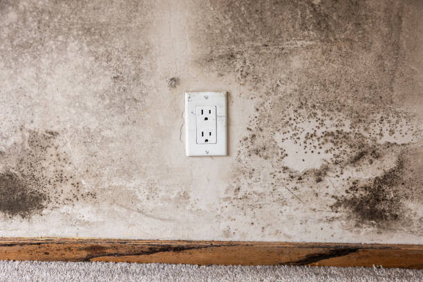 Mold Odor Removal Services in Dayton, NV