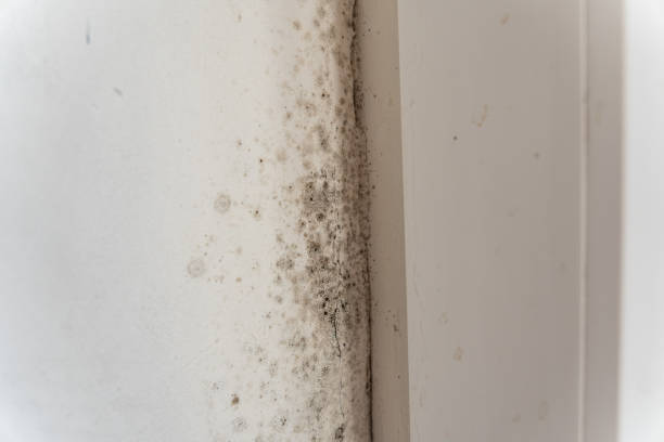 Best Residential Mold Inspection & Testing  in Dayton, NV